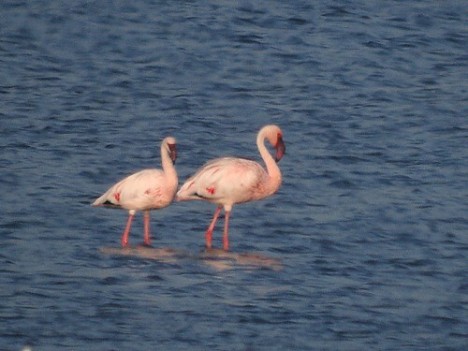Kleine Flamingo