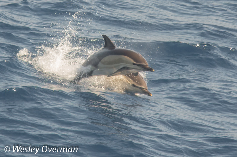 Gewone dolfijnen (Wesley Overman)