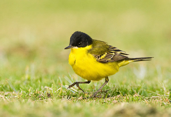 Black-headed Wagtail (Marc Guyt)