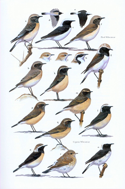 Robins and Chats example