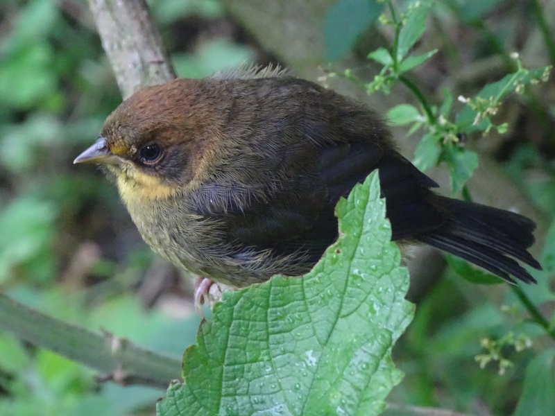 Rufous-headed Bursh Finch juvenile (Nollie Marissen)