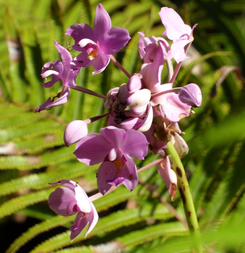 po6orchid