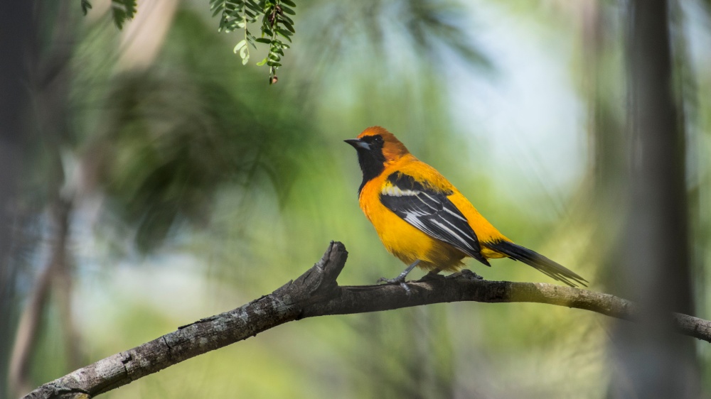 november 23 december 1 mexico 1 dutch birding november 23 december 1 mexico 1 dutch birding
