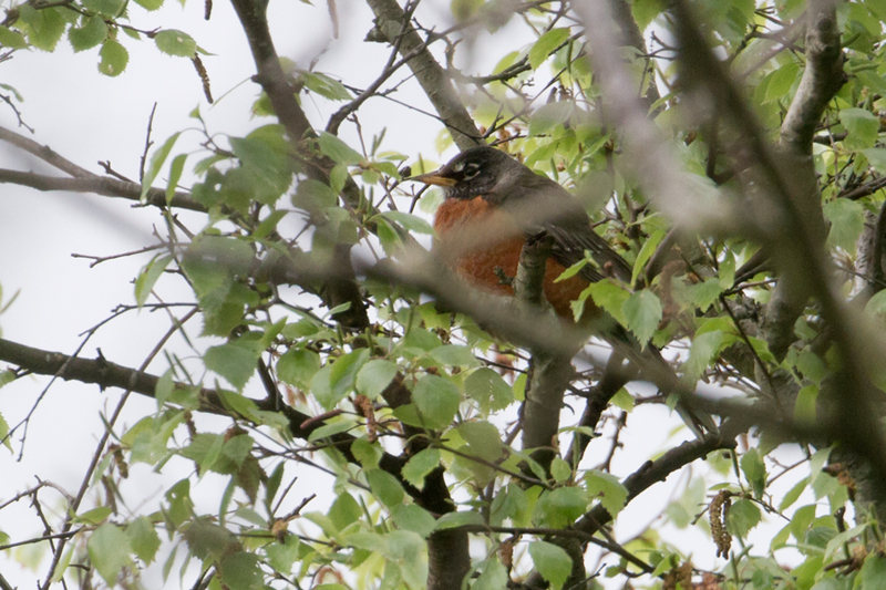 Roodborstlijster Turdus migratorius American Robin, Noord-Hollands Duinreservaat, Castricum, 27 april 2014 (Jaap Denee)