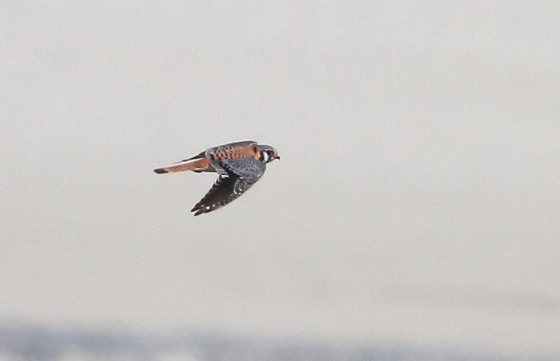 Amerikaanse Torenvalk Falco sparverius, Texel, 19 mei 2014 (Willem Hartholt)