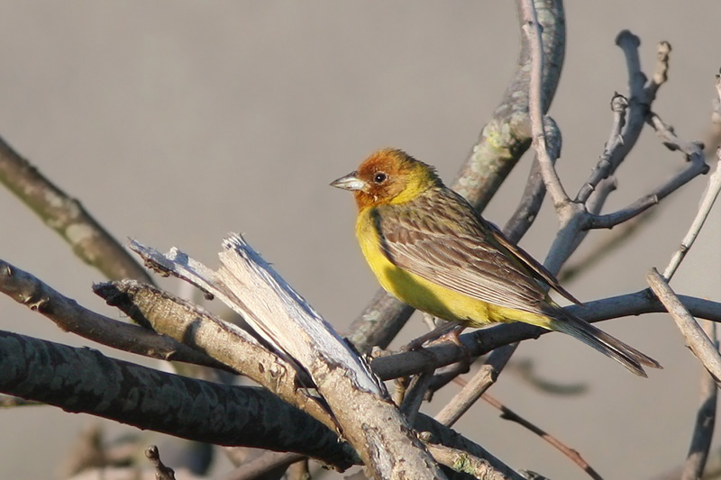 Bruinkopgors Emberiza bruniceps Red-headed Bunting, Westkapelle, 23 juli 2014 (Rob Halff)