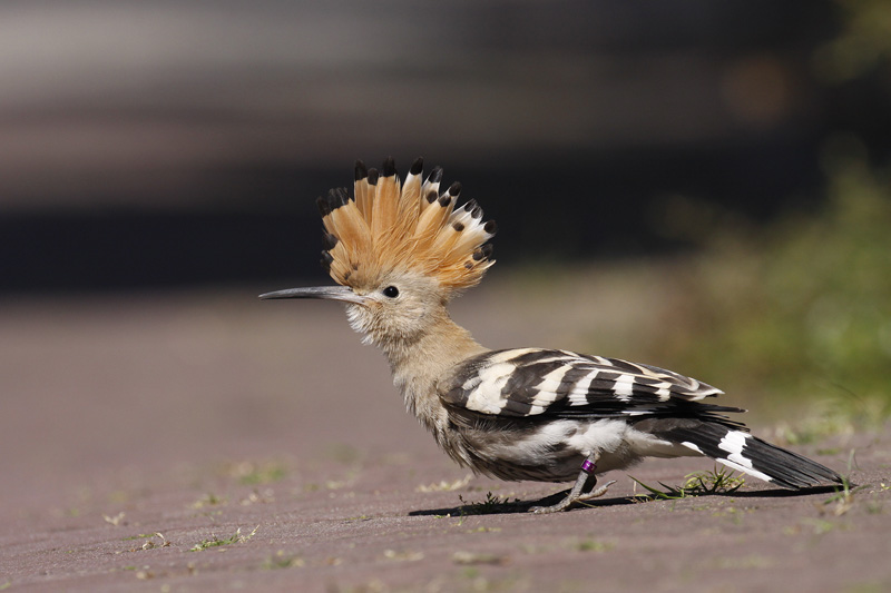 Kano systeem merk op Hop - Dutch Birding