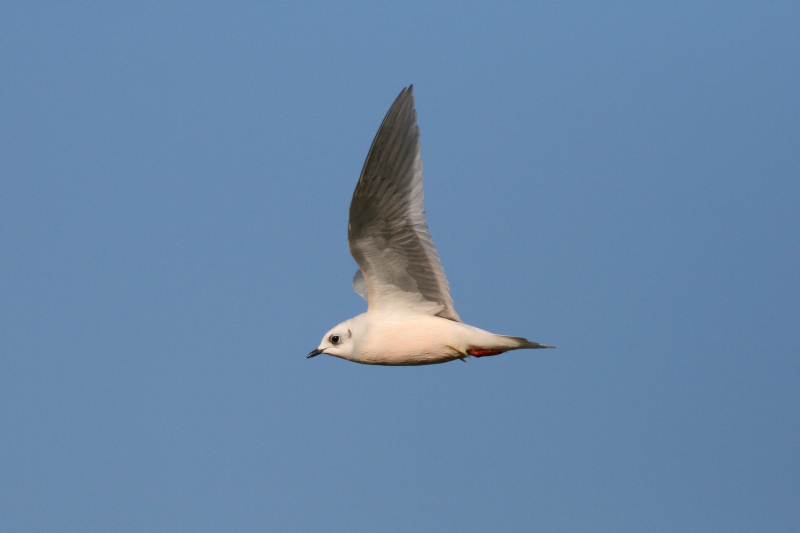 Ross' Gull