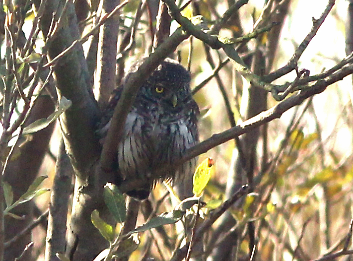 Dwerguil Glaucidium passerinum, Texel, 14 oktober 2011 (Frank Blankers)