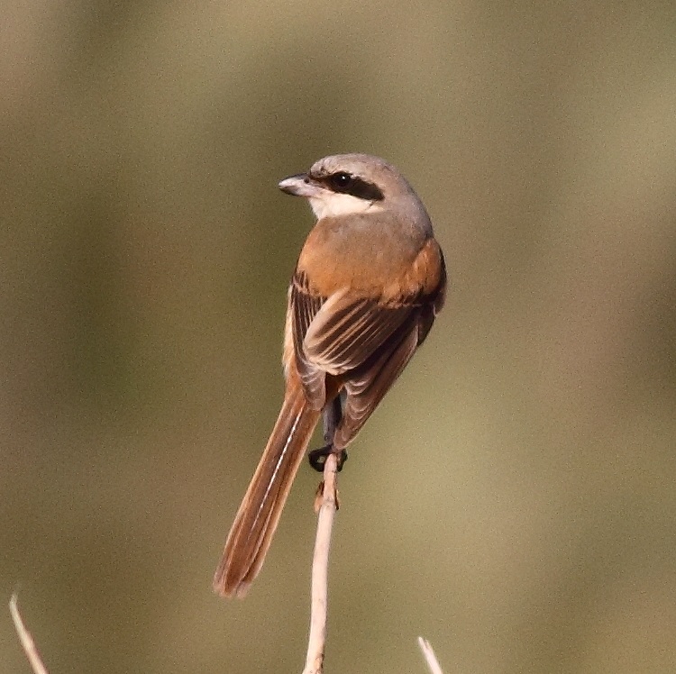 Langstaartklauwier Lanius schach