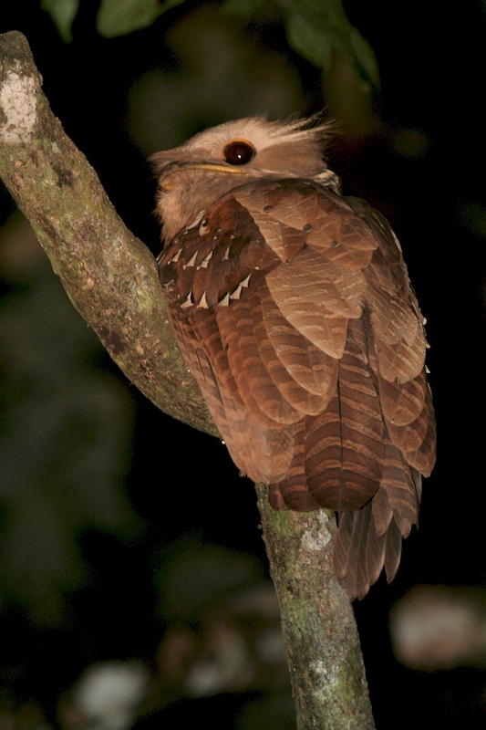 Large frogmouth