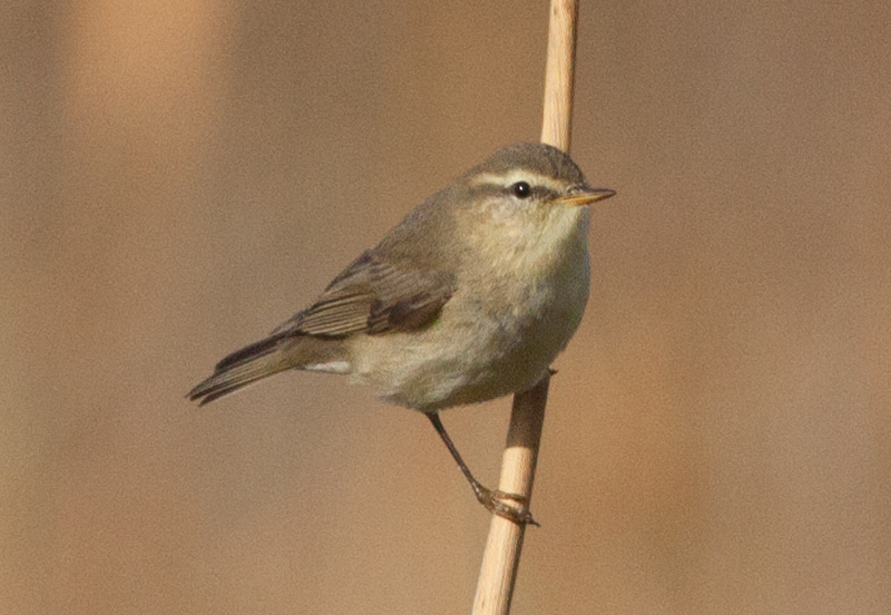 Fitis Phylloscopus trochilus Willow Warbler, vermoedelijk ssp. yakutensis, Westerstrand, Schiermonnikoog, 22 oktober 2013 (Jorrit Vlot)