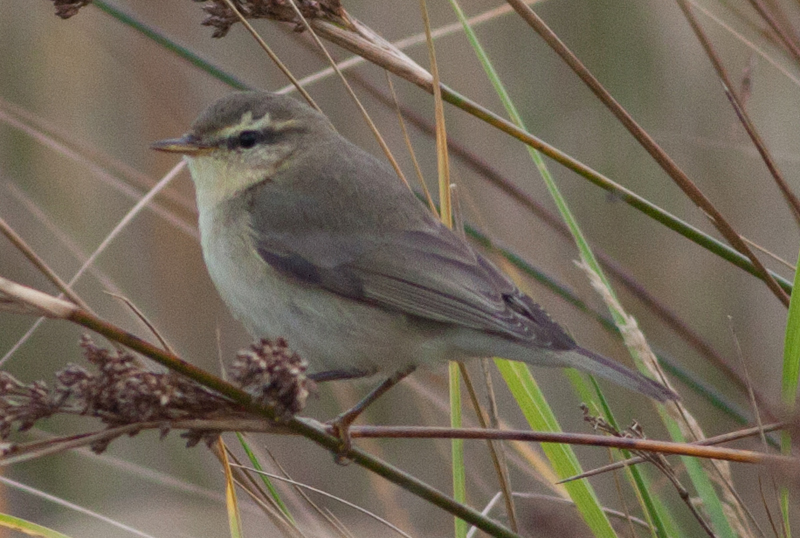 Fitis Phylloscopus trochilus, vermoedelijk ssp. yakutensis, Schiermonnikoog, 22 oktober 2013 (Jorrit Vlot)