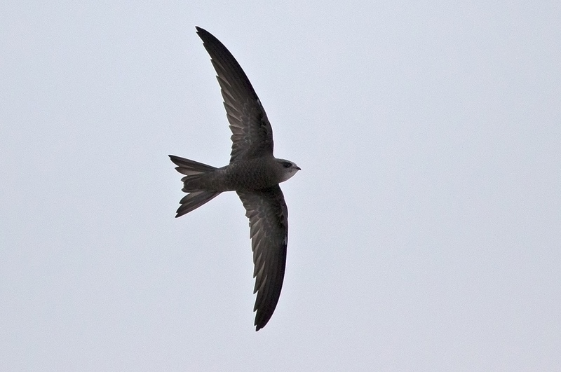 Vale Gierzwaluw Apus pallidus, Vlieland, 25 oktober 2013 (Toy Janssen)