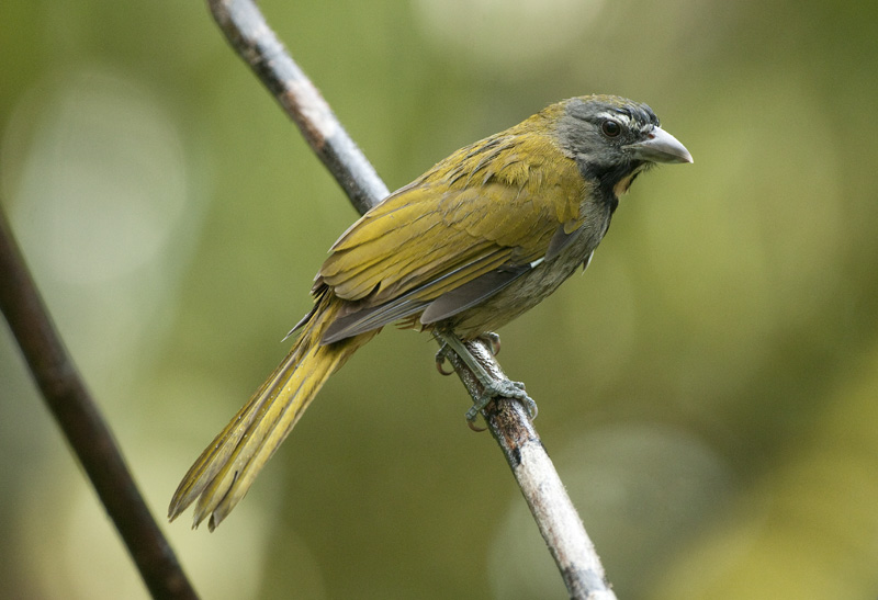 Buff-throated Tanager