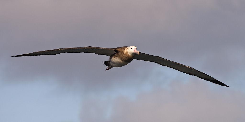 Tristan Albatross Diomedea dabbenena. Gough Island (UK), 8 april 2010 (Simon Plat)