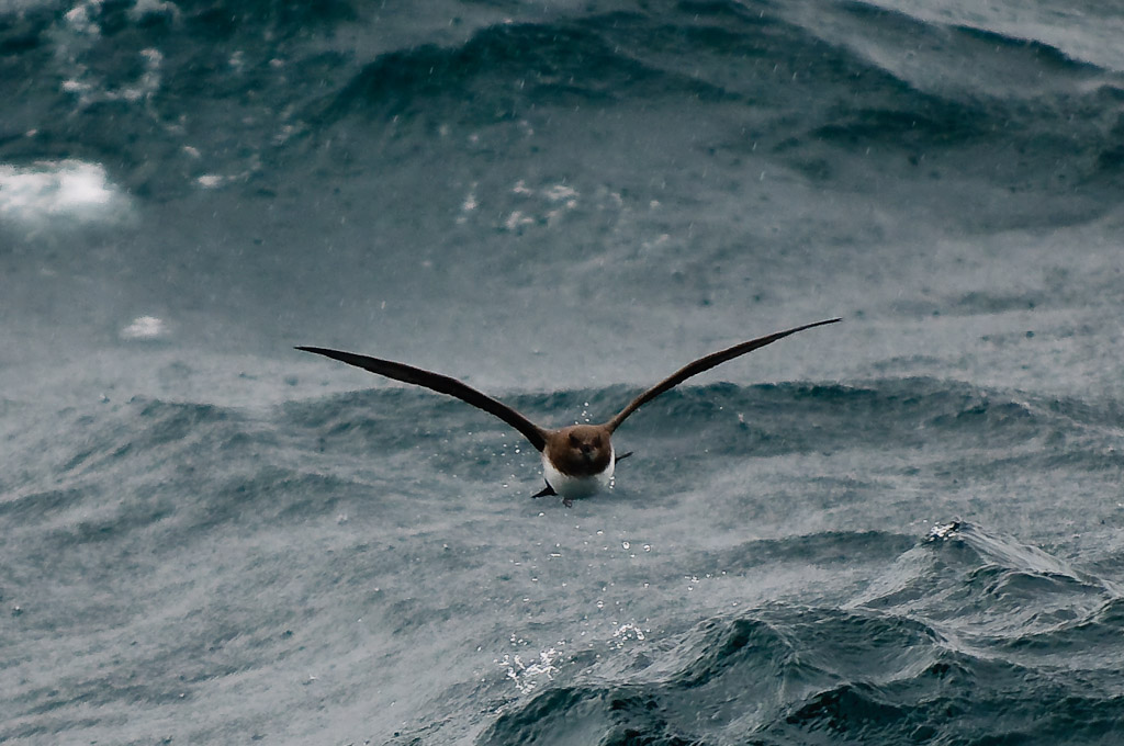 Atlantic Petrel Pterodroma incerta. Gough Island (UK), 7 april 2010 (Simon Plat)