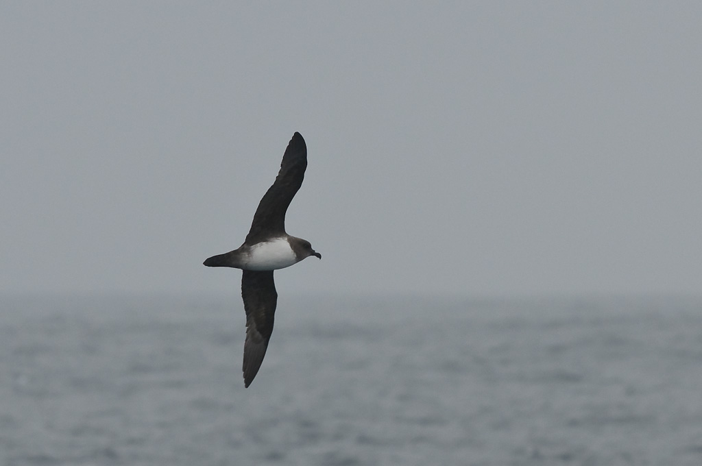  Atlantic Petrel Pterodroma incerta. Gough Island (UK), 7 april 2010 (Simon Plat) 