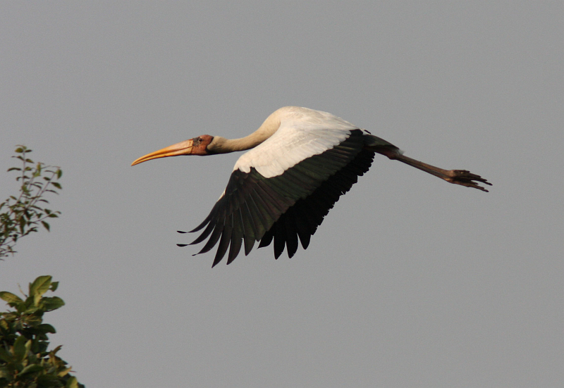 Milky Stork (Henk Hendriks)