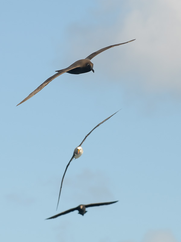 Drieluik van nieuwkomers: Sooty Albatross Phoebetria fusca, Atlantic Yellow-nosed Albatross Thalassarche chlororhynchos en Southern Giant-petrel Macronectes giganteus. Gough Island (UK), 8 april 2010. (Simon Plat) 