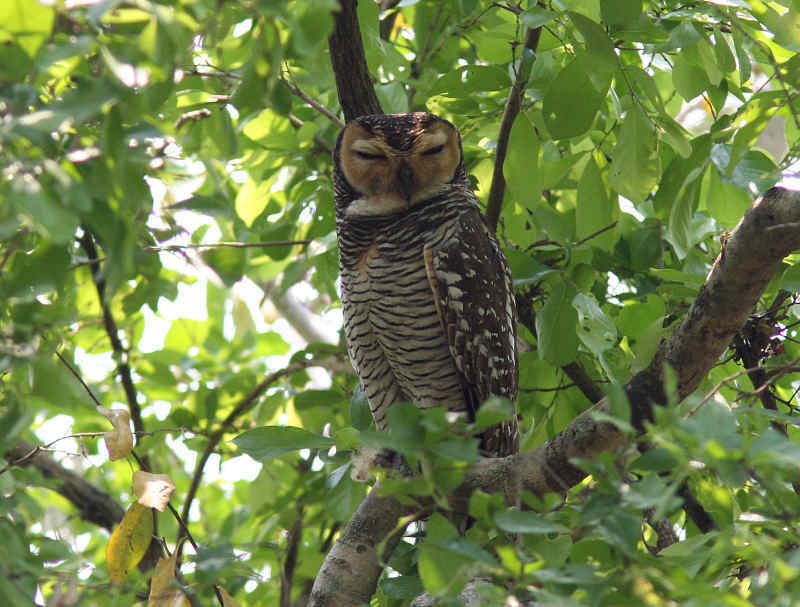 Spotted Wood Owl (Henk Hendriks)
