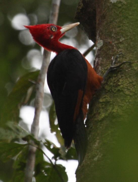 Red-necked Woodpecker Campephilus rubricollis, Koepcke's Hermit Lodge, San Martin, Peru, 17 juni 2013 (Paul van Els)