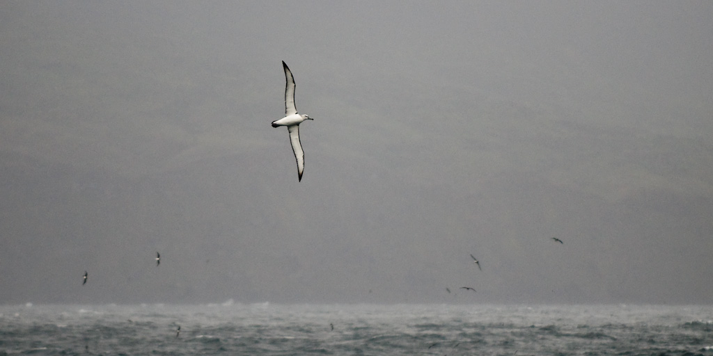 Shy Albatross Thalassarche cauta. Gough Island (UK), 7 april 2010. (Simon Plat)