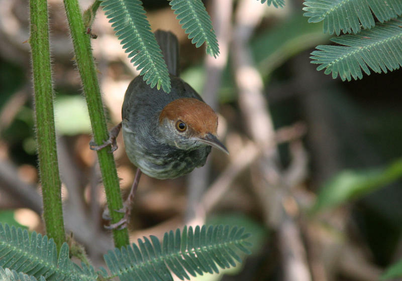 Cambodian Tailorbird (Henk Hendriks)