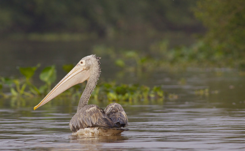 Spot-billed Pelican (Garry Bakker)