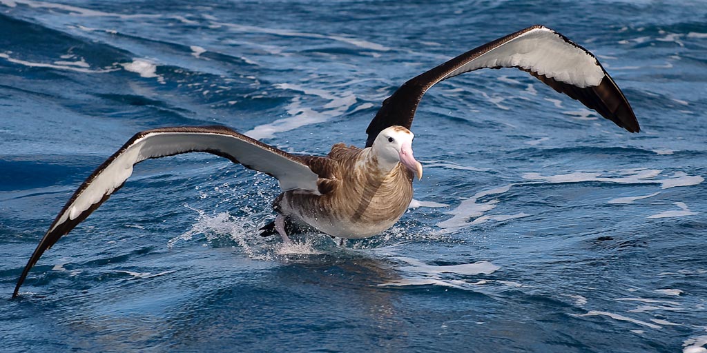 Tristan Albatross Diomedea dabbenena. Gough Island (UK), 8 april 2010 (Simon Plat)