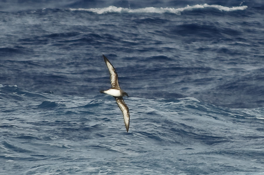  Trinidade Petrel Pterodroma arminjoniana. 500 nautische mijl ten noorden van Tristan da Cunha (UK), 13 april 2010 (Simon Plat)
