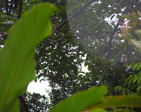 Borneogibbon