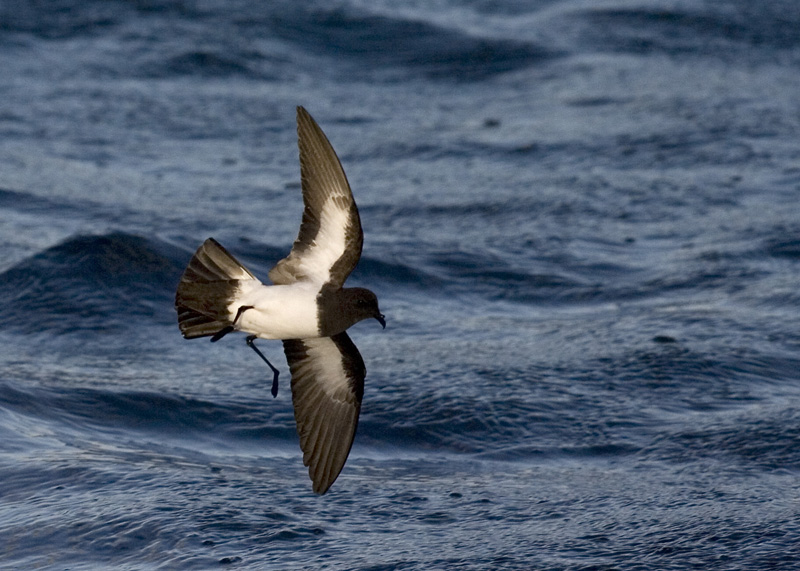 White-bellied stormpetrel