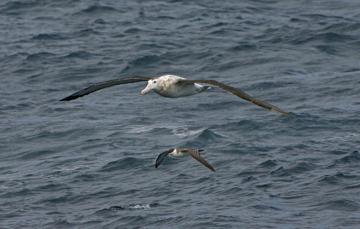 tristan albatros