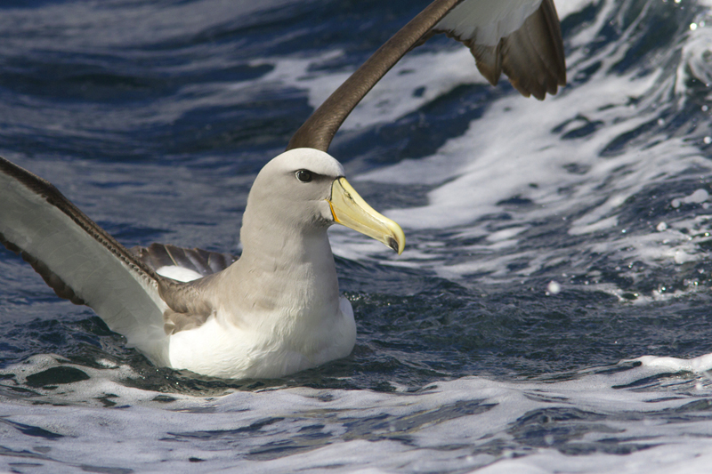 Salvin's Albatross, Nieuw-Zeeland (foto: Jacob Garvelink)