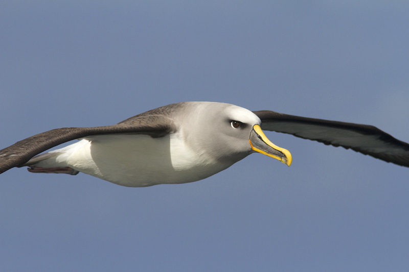 Buller's Albatross, Nieuw-Zeeland (foto: Jacob Garvelink)
