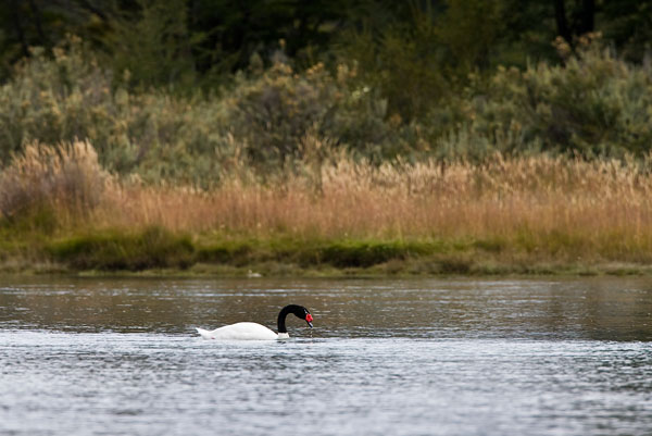 Blakc-necked Swan