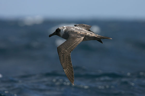 Light-manteld Sooty Albatross