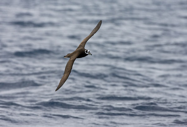 Spectacled Petrel