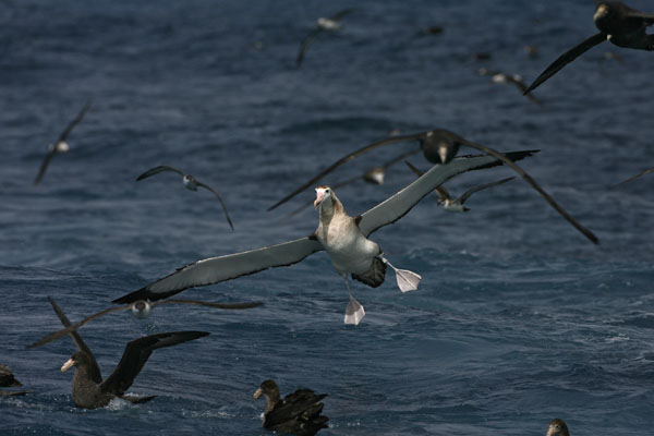 tristan albatross