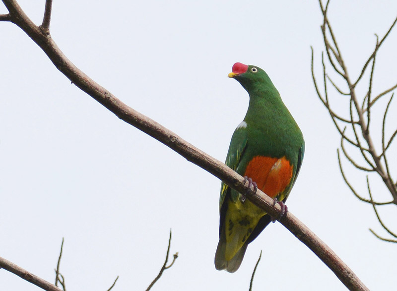 Red-knobbed Fruit Dove