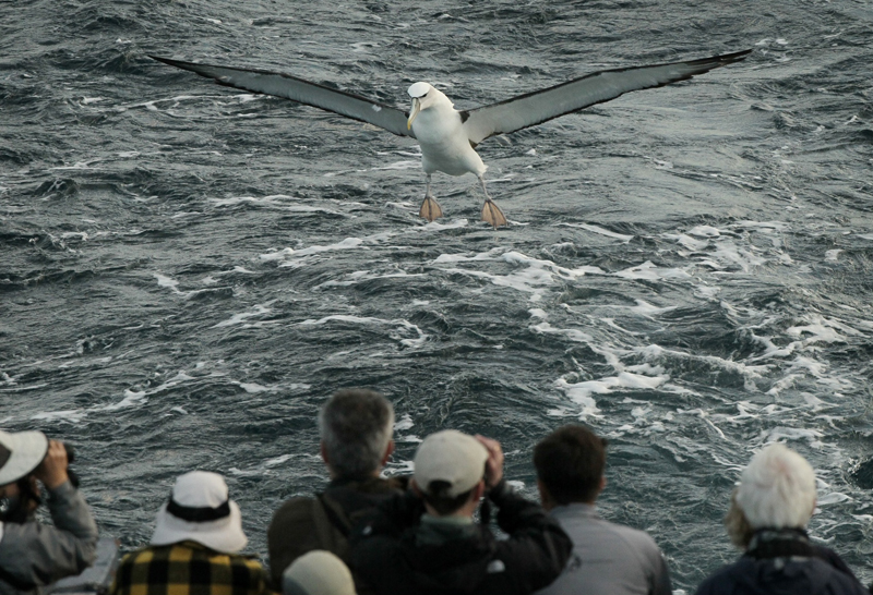 White-capped Albatross achter de boot voor de kust van Kaikoura, Nieuw-Zeeland
