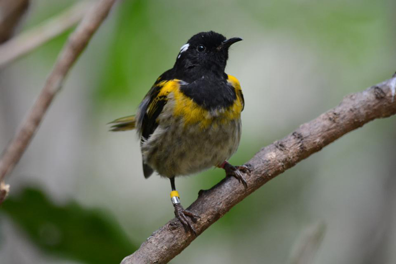 Stitchbird, Tiritiri Matangi (foto: Laurens Steijn)