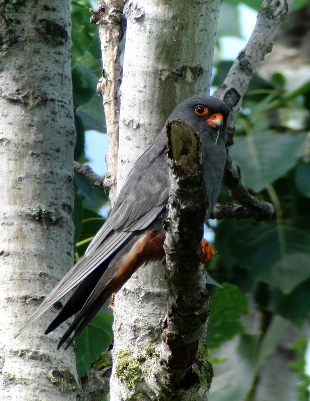 Roodpootvalk Falco vespertinus (Nils van Duivendijk)