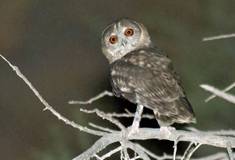 Omani Owl