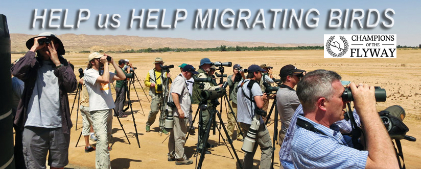 Help us help migrating birds