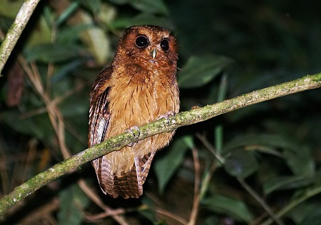 Cinnamon Screech-owl