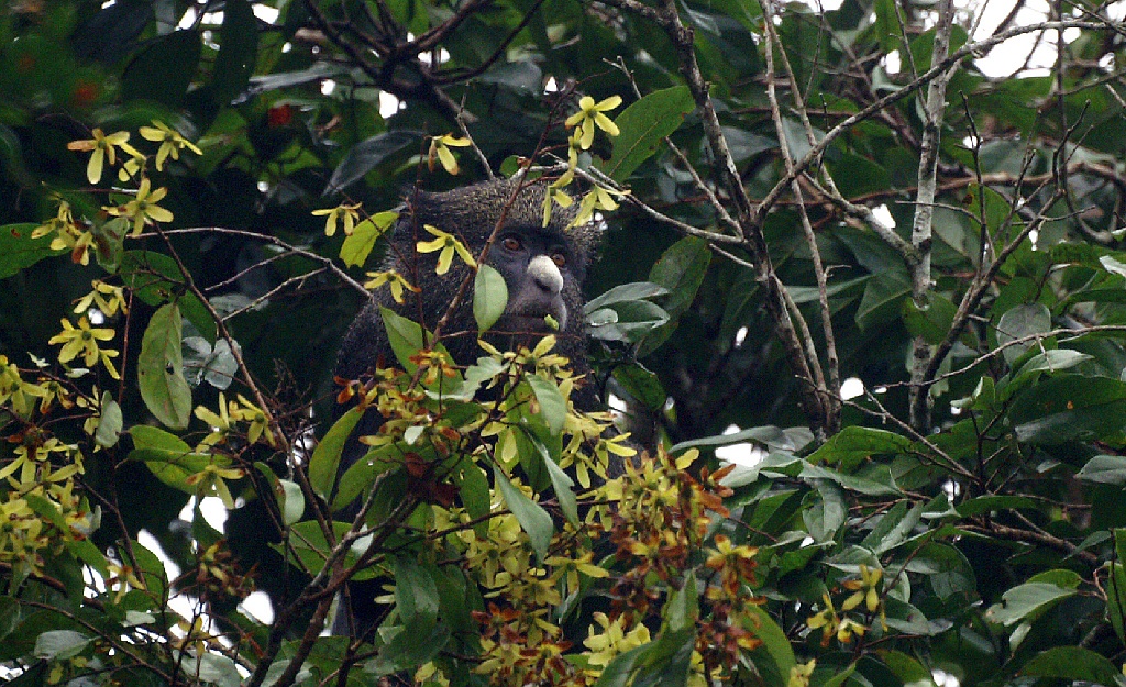Putty-nosed Monkey Cercopithecus nictitans, Langoue Bai, Gabon, januari 2006