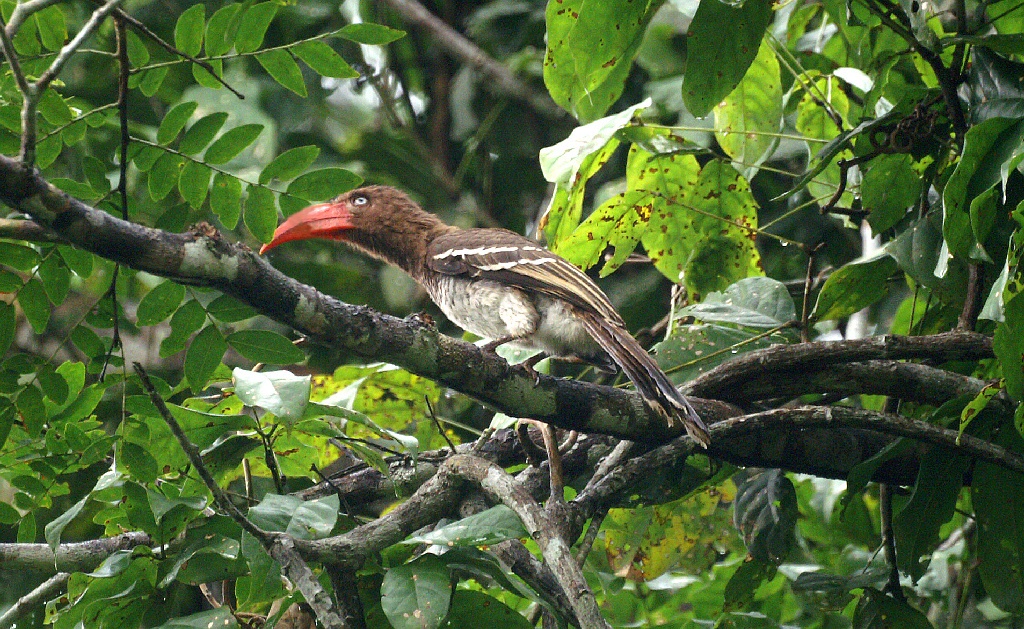 Gabon is een goed land voor hornbills. Red-billed Dwarf Hornbill Tockus camurus, Langoue, Gabon, januari 2006 (Adriaan Dijksen)