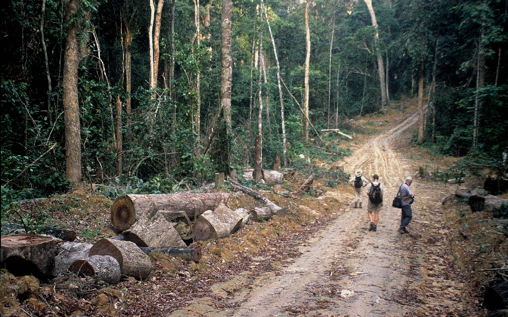 Met hardhout weten ze in Gabon wel raad, Mokongo oerwoud (nu nog wel), Gabon, januari 2006 (Adriaan Dijksen)